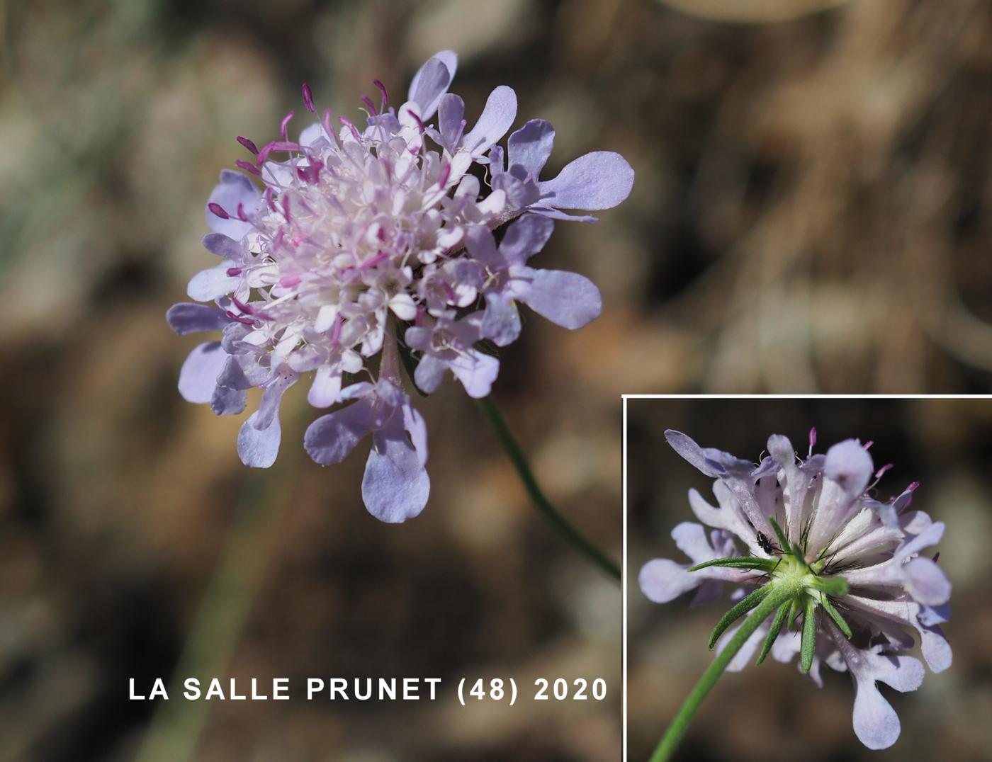 Scabious, Small flower